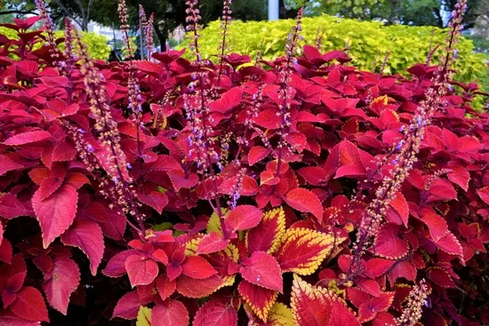 Coleus Easy Annual Flowers To Grow From Seed