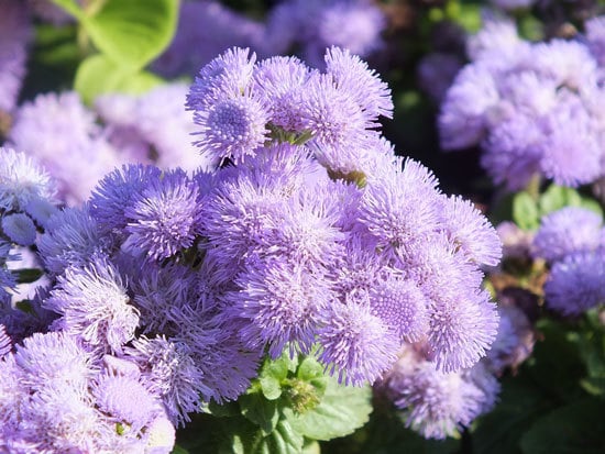 Colorful Annual Flowers Ageratum