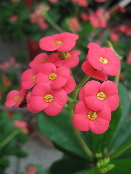 Colorful Annual Flowers Euphorbia