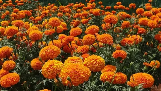 Colorful Annual Flowers Marigold