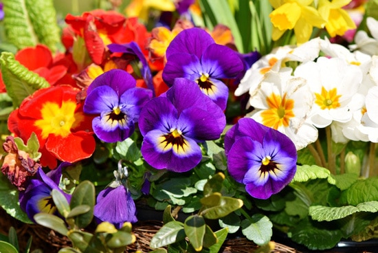 Colorful Annual Flowers Pansy