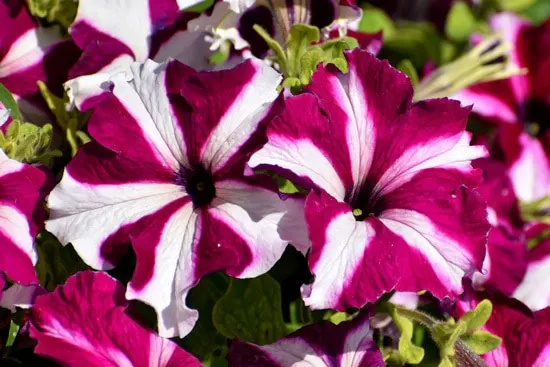 Colorful Annual Flowers Petunia