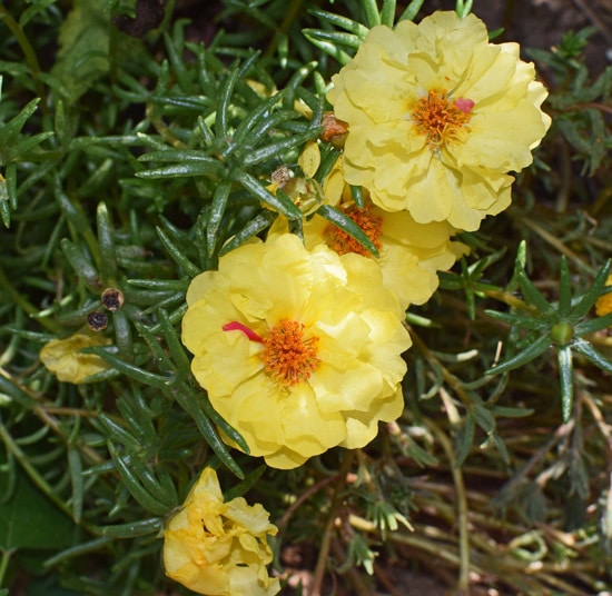 Colorful Annual Flowers Portulaca