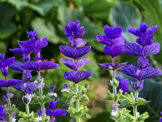 Colorful Annual Flowers Salvias