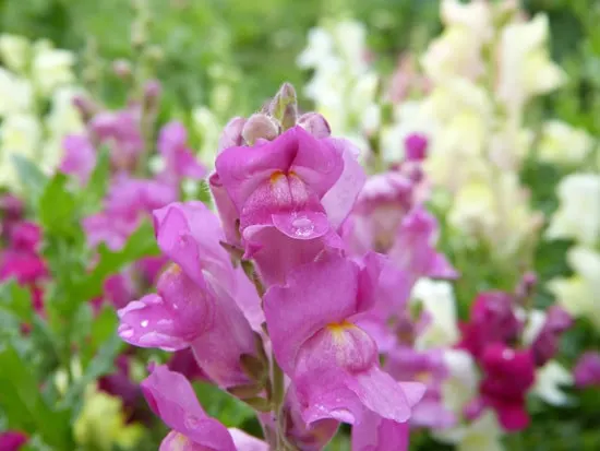 Colorful Annual Flowers Snapdragon