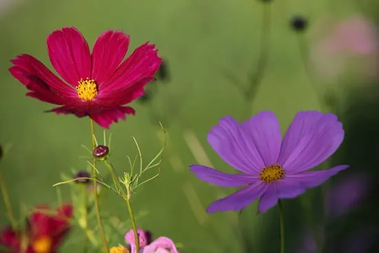 Cosmos Easy Annual Flowers To Grow From Seed
