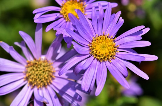 Easy To Grow Perennial Flowers Aster