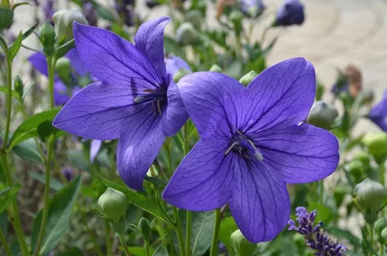 Easy To Grow Perennial Flowers Balloon Flower