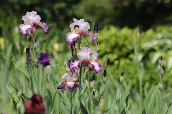 Easy To Grow Perennial Flowers Bearded Iris