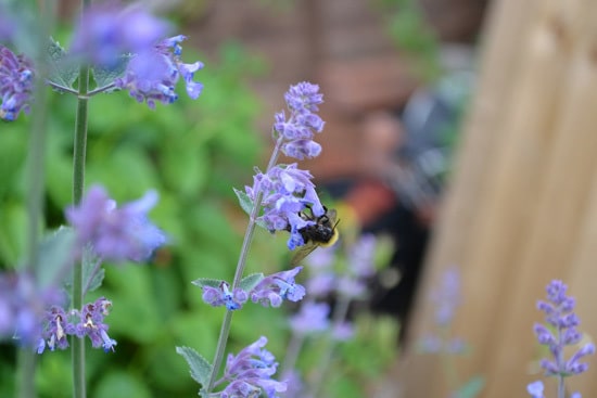 Easy To Grow Perennial Flowers Catmint