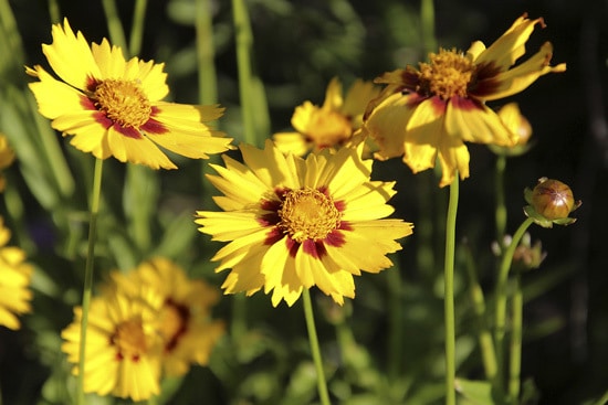 Easy To Grow Perennial Flowers Coreopsis