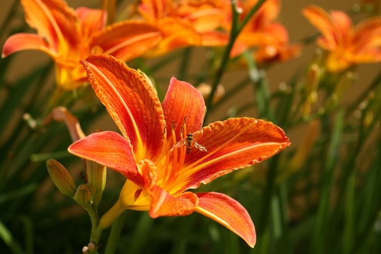 Easy To Grow Perennial Flowers Daylily