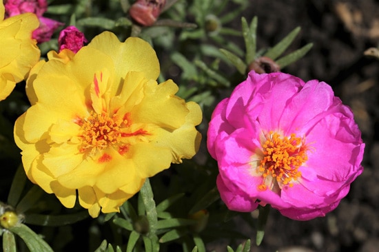 Moss Rose Easy Annual Flowers To Grow From Seed