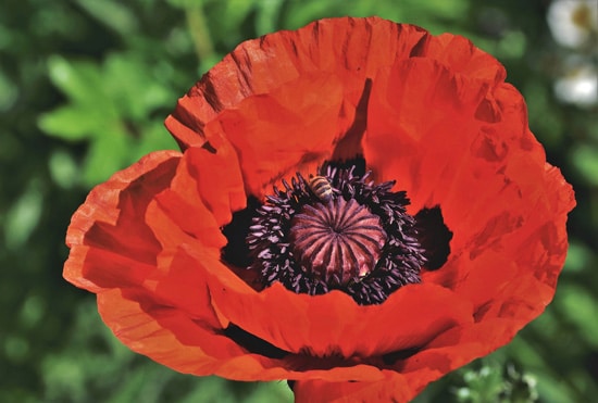 Poppy Easy Annual Flowers To Grow From Seed