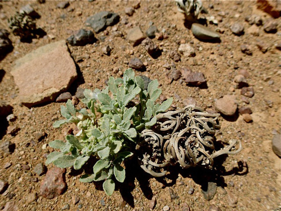 What Is the Resurrection Plant? 7 Interesting facts About It! 1