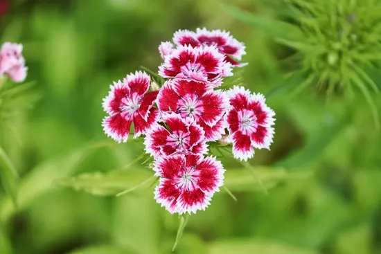 Best Fragrant Flowers for Pots Dianthus