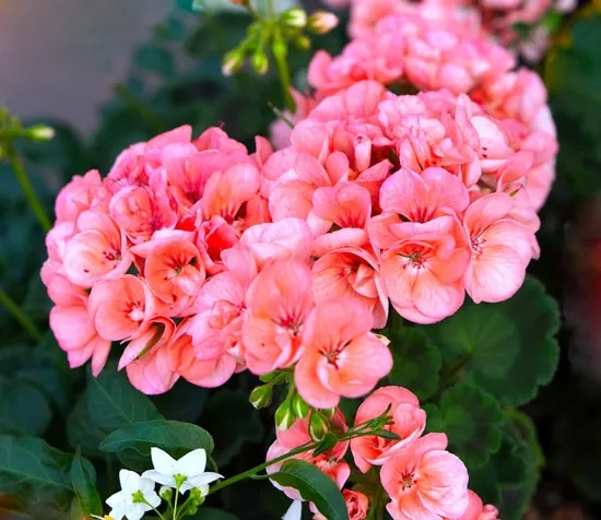 Best Fragrant Flowers for Pots Geranium