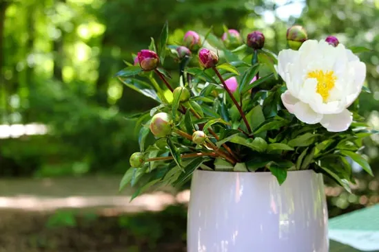 Best Fragrant Flowers for Pots Peony