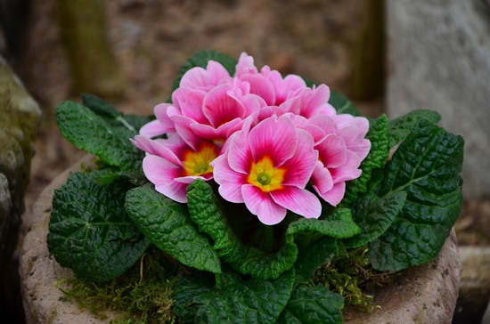 Best Fragrant Flowers for Pots Primrose
