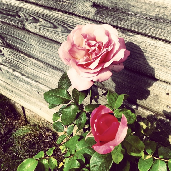 Best Fragrant Flowers for Pots Rose