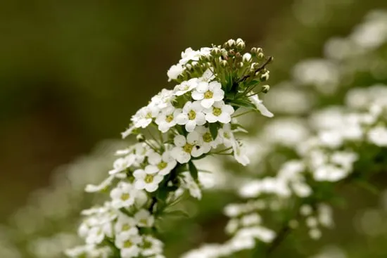 Best Fragrant Flowers for Pots Sweet Alyssum