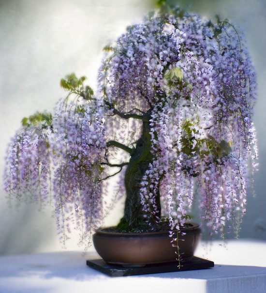 Best Fragrant Flowers for Pots Wisteria