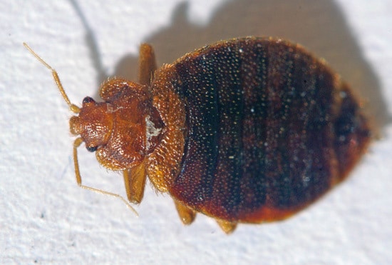 Can Bed Bugs Live Outside 4