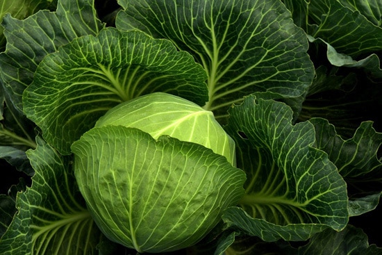 Frost Tolerant Vegetable Plants Cabbage