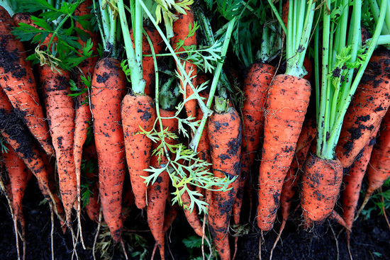 Frost Tolerant Vegetable Plants Carrot2