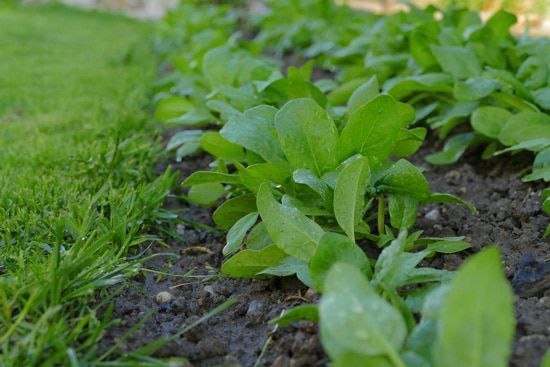 Frost Tolerant Vegetable Plants Spinach
