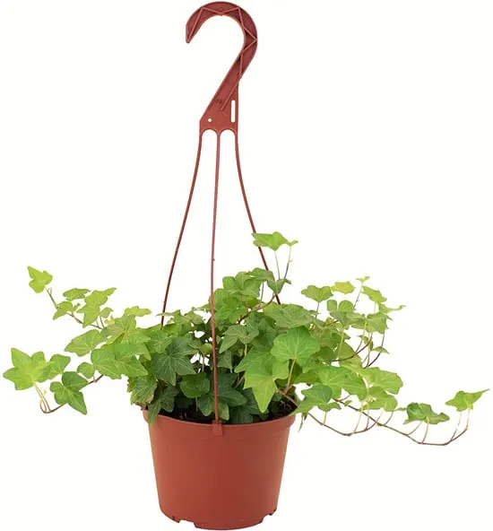 How Fast Does Ivy Grow Ivy House Plant in 6 Grow Pot