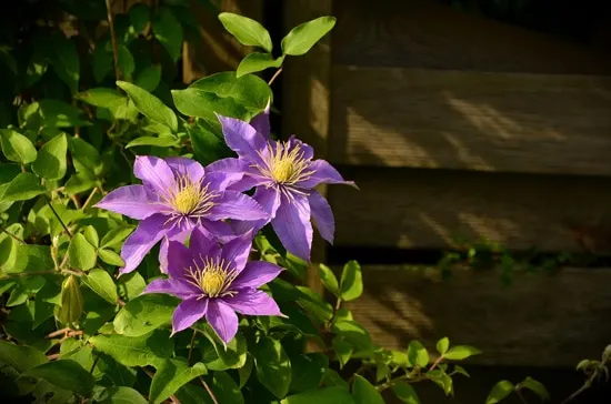 Large Flowers Clematis
