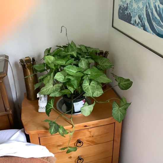 Arrowhead Plants Easy To Propagate Houseplants