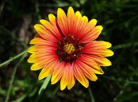Blanket Flower Brightest Orange Perennial Flowers