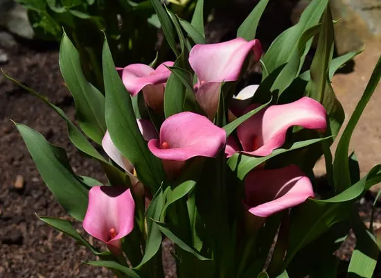 Calla Lily Full Sun Container Flowers