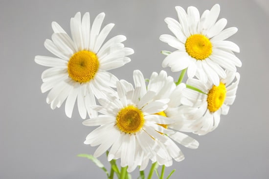 Chamomile Full Sun Container Flowers