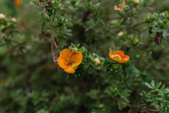 Cinquefoil Brightest Orange Perennial Flowers