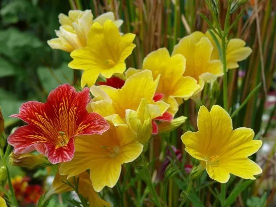 Full Sun Annual Flowers Salpiglossis