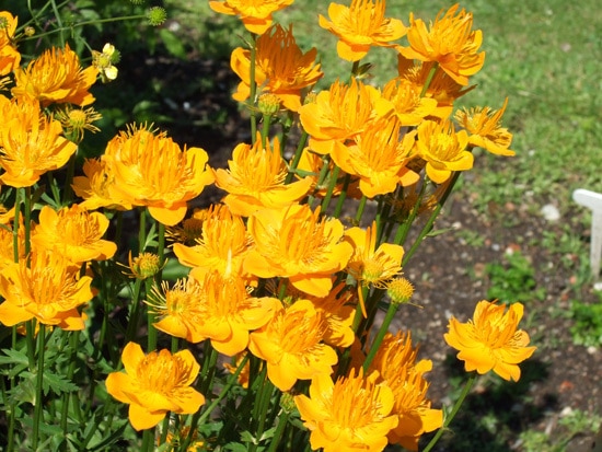 Globeflower Brightest Orange Perennial Flowers