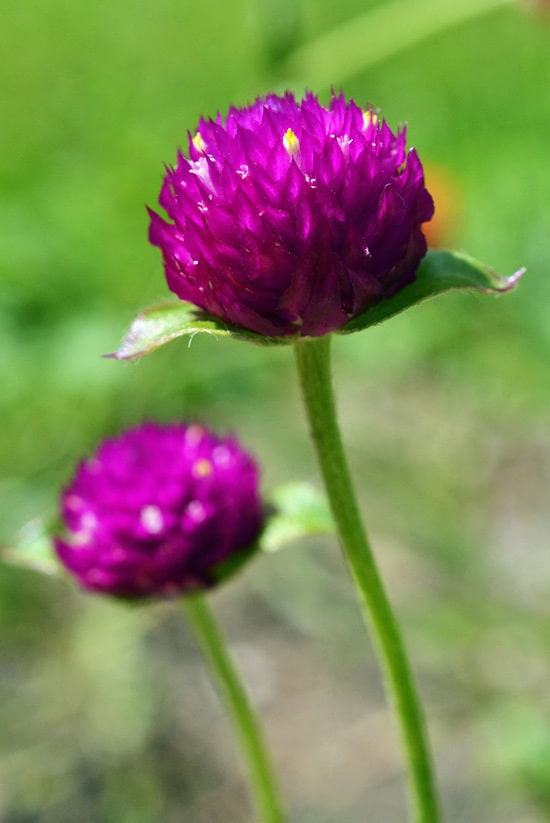 Gomphrena Full Sun Container Flowers