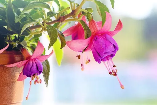 How To Revive A Fuchsia Plant