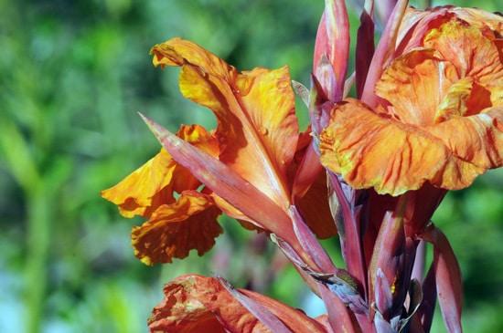 Iris Brightest Orange Perennial Flowers