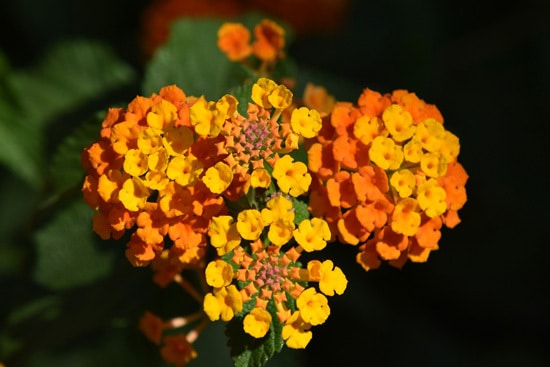 Lantana Brightest Orange Perennial Flowers