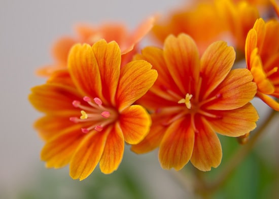 Lewisia Brightest Orange Perennial Flowers