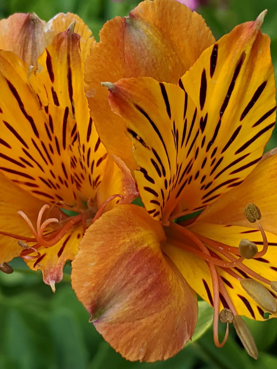 Peruvian Lilies Brightest Orange Perennial Flowers 1