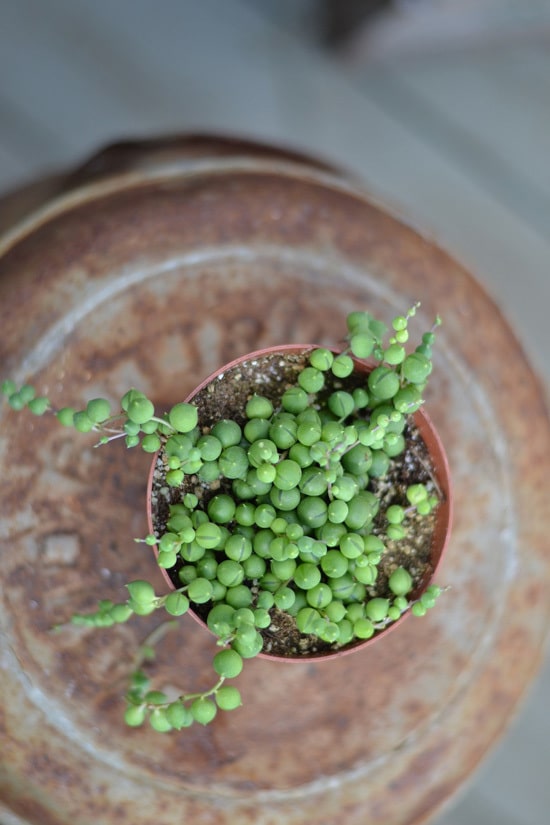 String of Pearls Easy To Propagate Houseplants