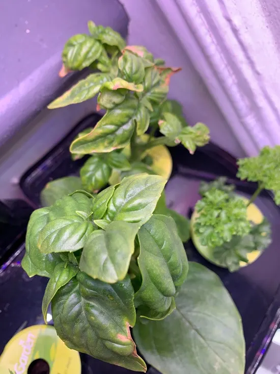 Why Are Your Basil Leaves Turning Yellow 2