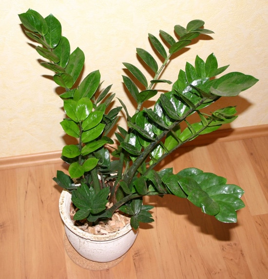 ZZ Plant Zamioculcas zamiifolia Easy To Propagate Houseplants