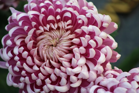 Chrysanthemum Pink Perennials