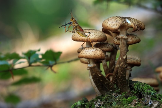 How Do Mushrooms Reproduce 1